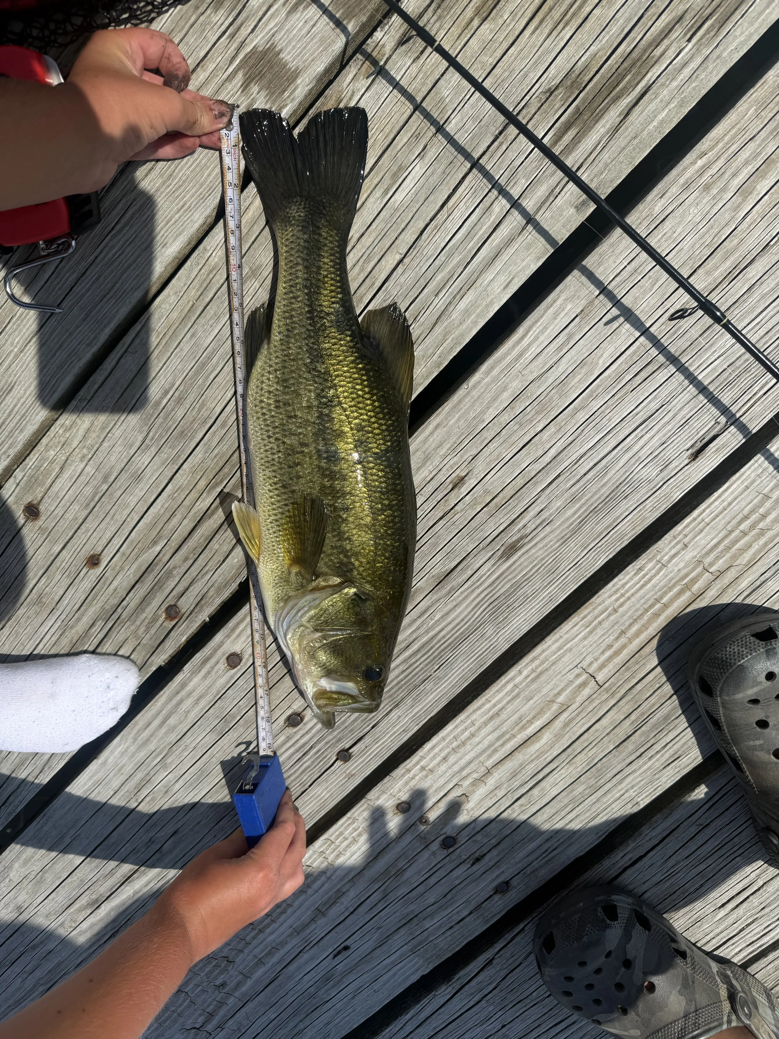 Lagemouth Bass. Parker Jones.18.25 inch.jpeg