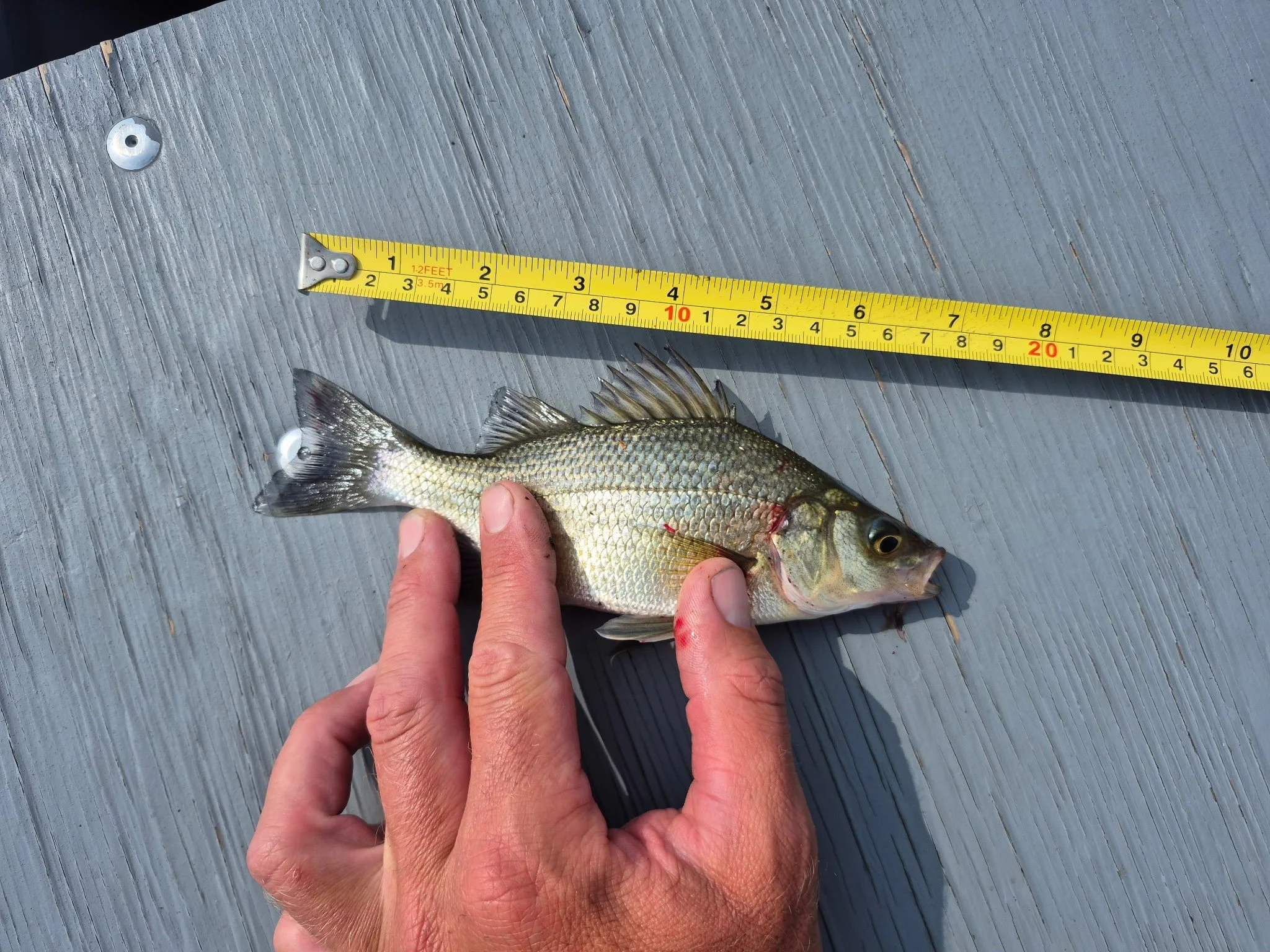 White Bass. Maverick Mlinarich. 7.5 inch.jpeg