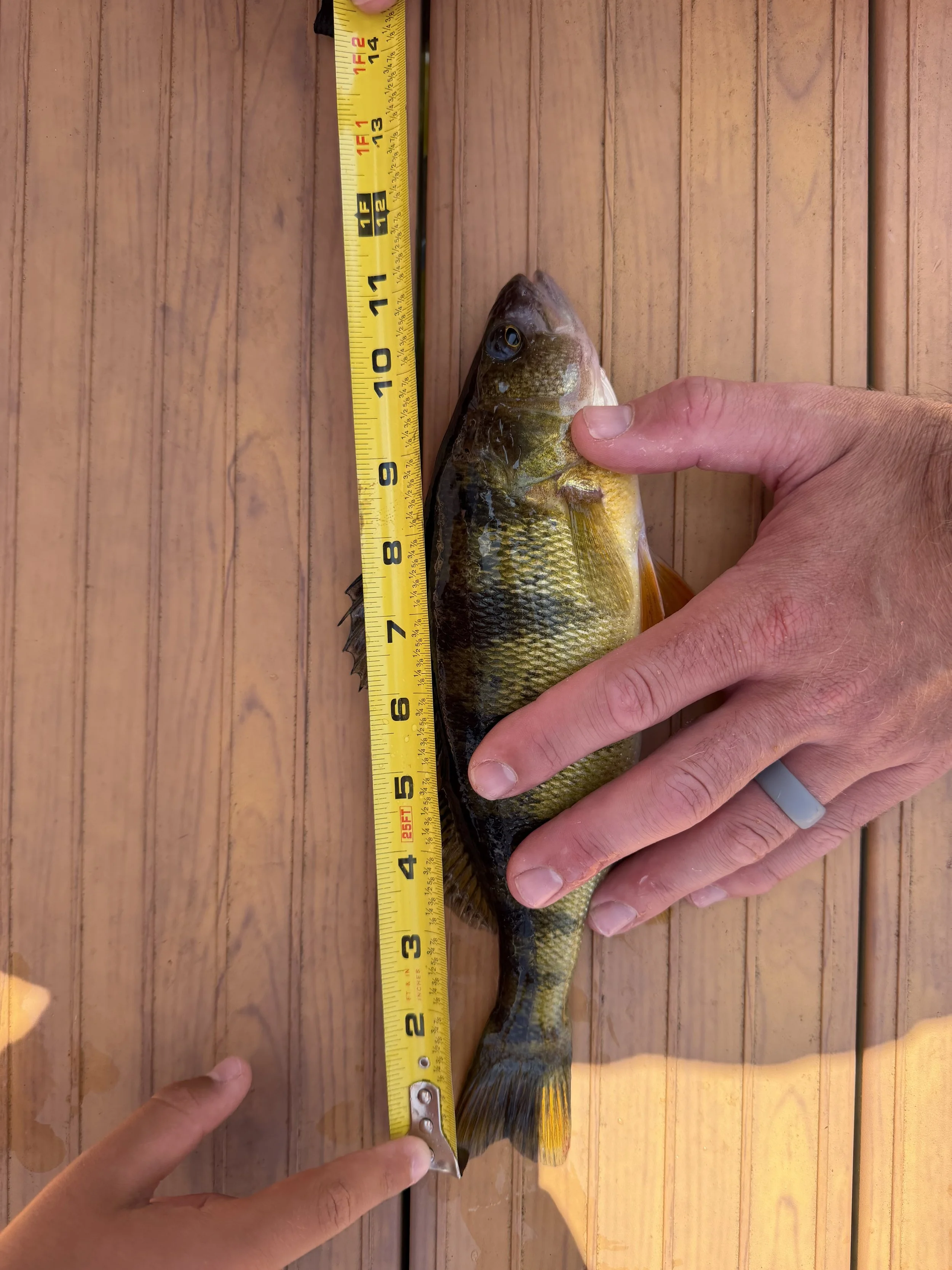 Perch. Rory Brouwers. 11.25 inch yellow perch.jpeg