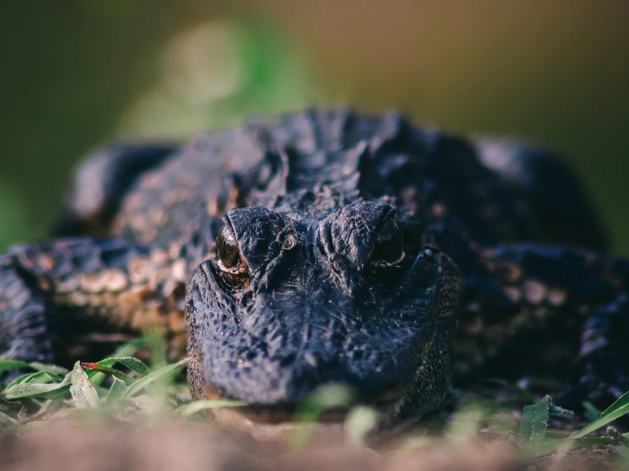 American Alligator