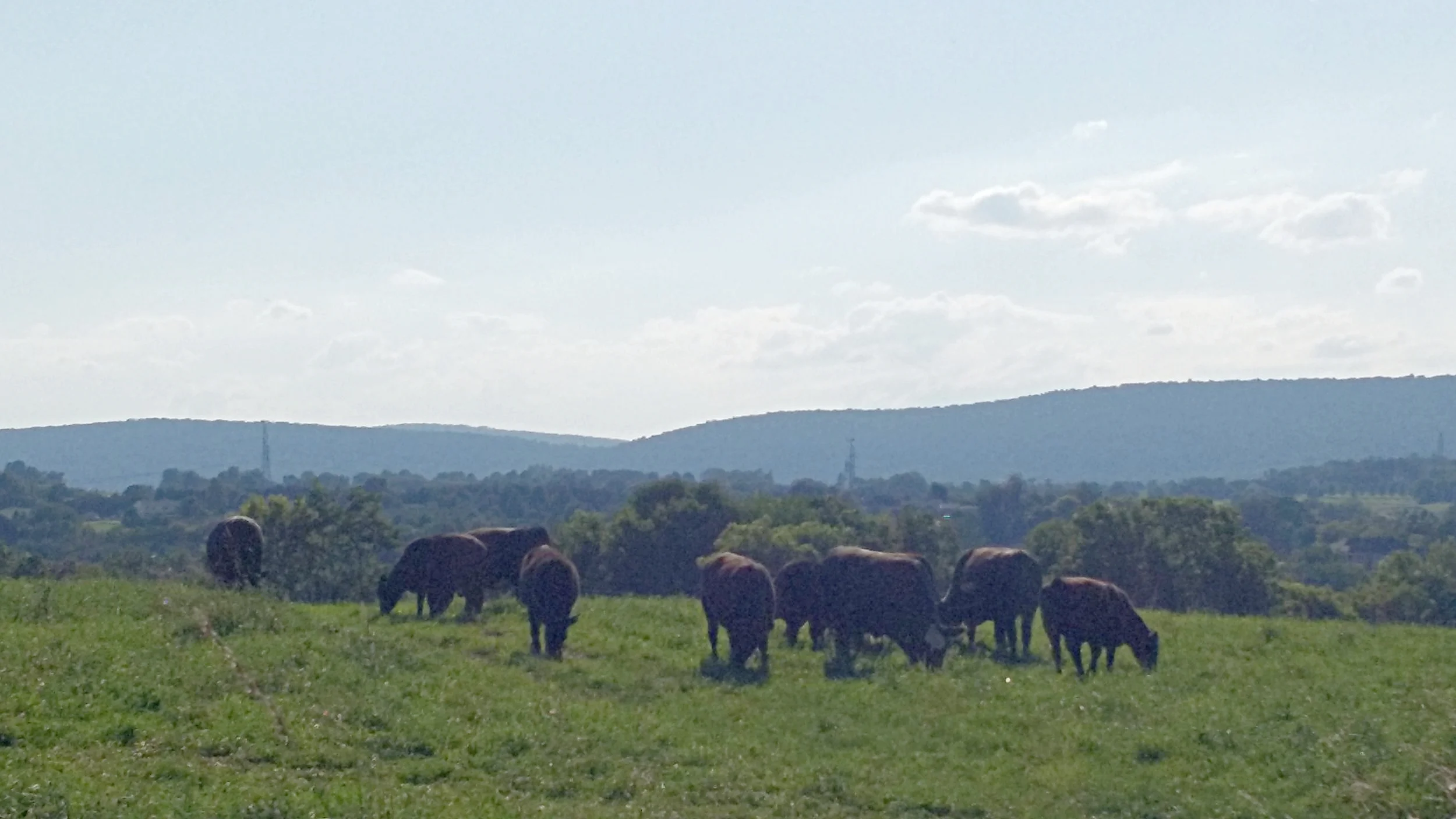 Our grass is so delicious that our steers choose eating over admiring the views.