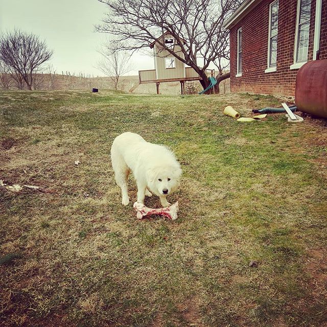 The perks of being a dog on a livestock farm. #giveadogabone #myboneistoobigformymouth #notinapot