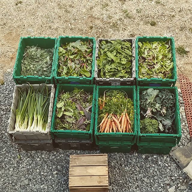 Everyone needs greens for #stpatricksday !  Stop by our farmstand tomorrow 9-12 for our final winter sales day!  We've got kale, spinach, lettuce, arugula, baby chard, spicy mix, carrots, scallions, and of course meat and eggs.  #eatlocal #certifiedo