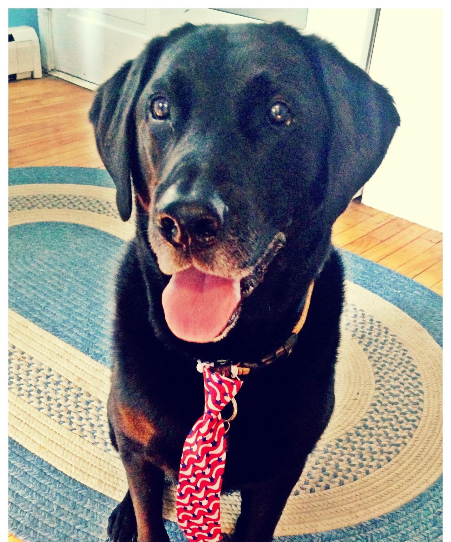 Wishing all you DOGS &amp; humans a very happy July 4th, otherwise known as big annoying BOOM day with lots of extra hotdogs for the DOGS. 🎆🌭🌭🌭🇺🇸 #4thofjuly #blacklabsofinstagram @jenna_blum