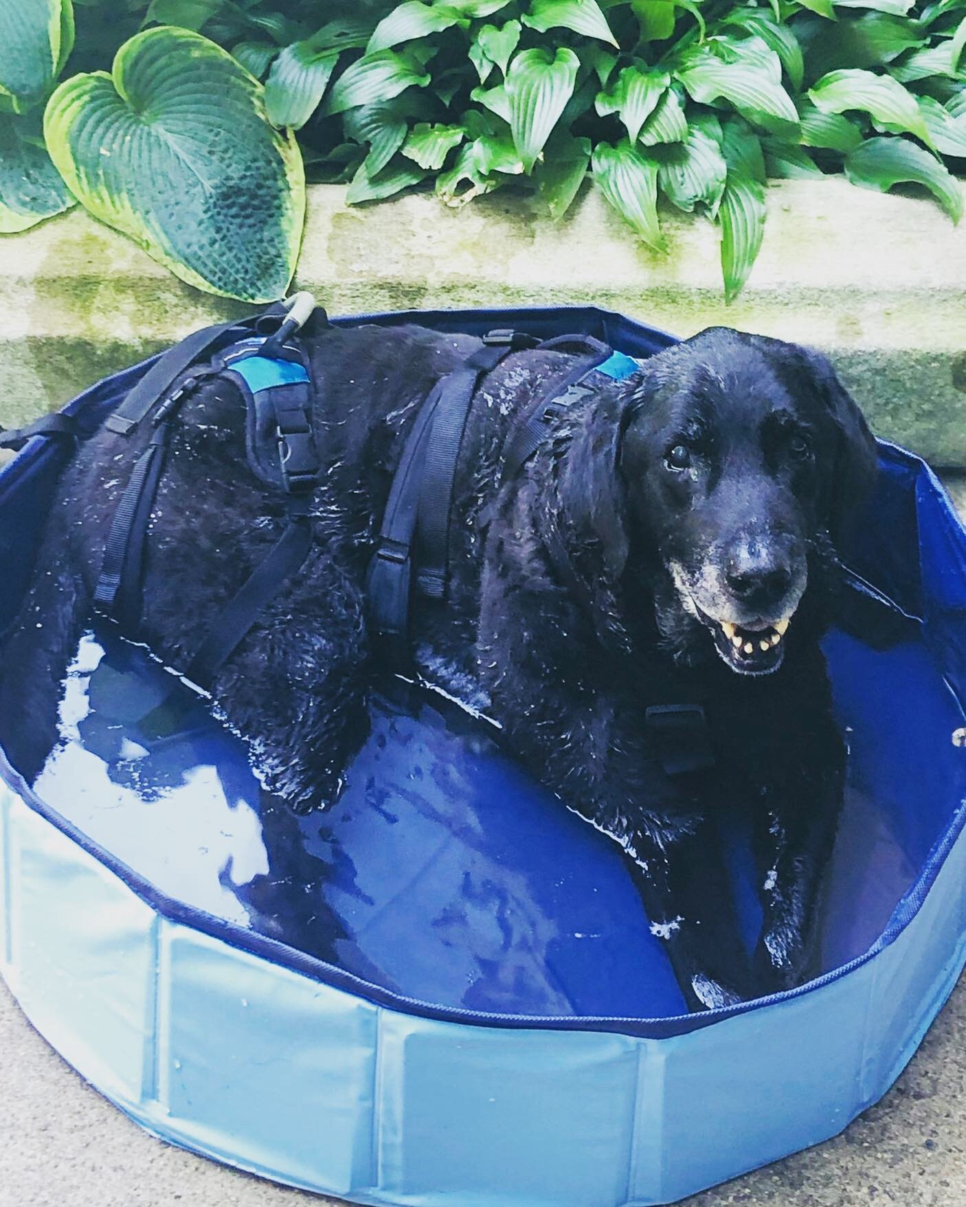 This is ME in my POOLIE when I was 14. How are all you DOGS staying cool today?
💧💦🐾
When my old boy @woodrowonthebench was 14 &amp; living with congestive heart disease, our building maintenance guy &amp; our neighbors helped us set up this pool f