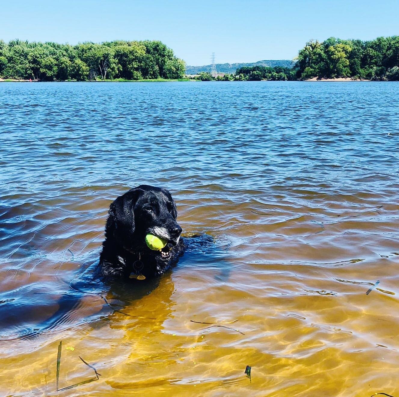 This is ME swimming in the Mighty Mississippi when I was 14. What are all you fine DOGS up to this weekend? #doglife #blacklablife