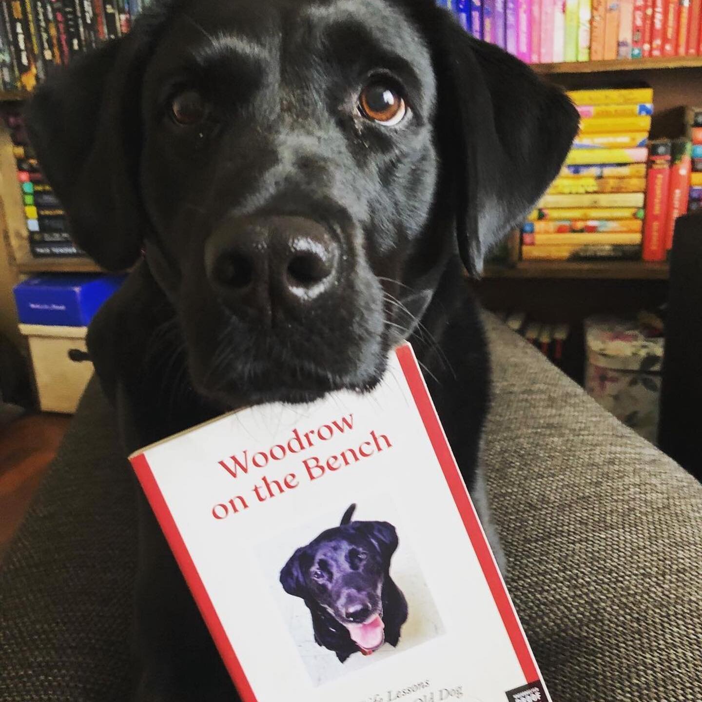 Hello The PATCHI, you are very beautiful. 😍🦴🐾📚❤️ #Repost @patchi_baby_lab with @make_repost
・・・
I found a friend among mom&rsquo;s book stack! Woodrow on the Bench by Jenna Blum will come out on the shelves on October 2021 for every fur soul or p