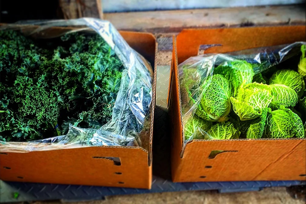gomez_farm_002_3x2_web.jpg