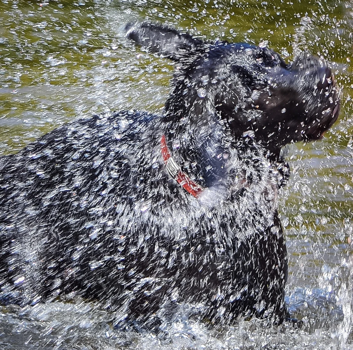 millies river party.jpg