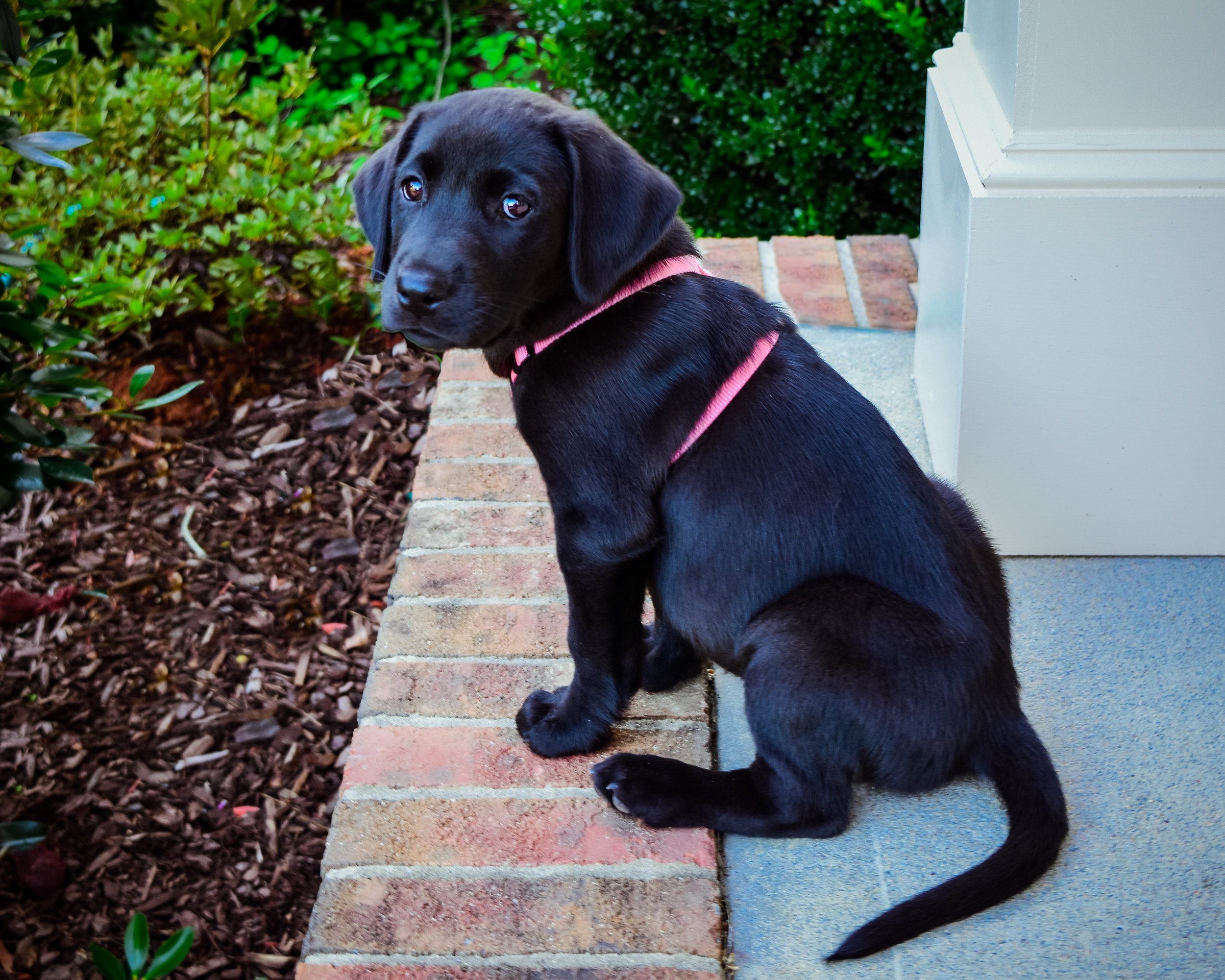 Millie 3 mos..jpg