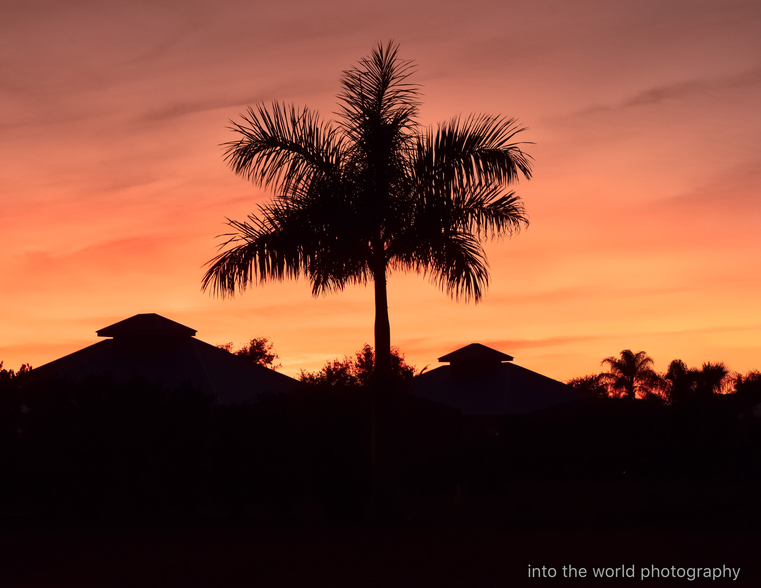Florida palm with 2 cassitas.jpg