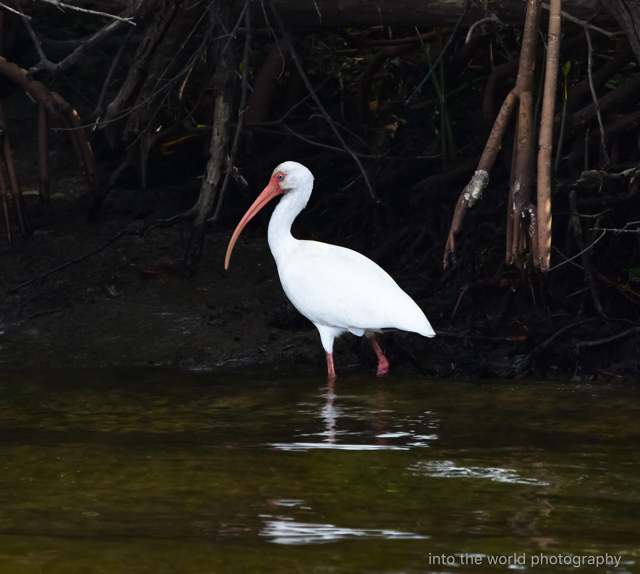 white ibis.jpg