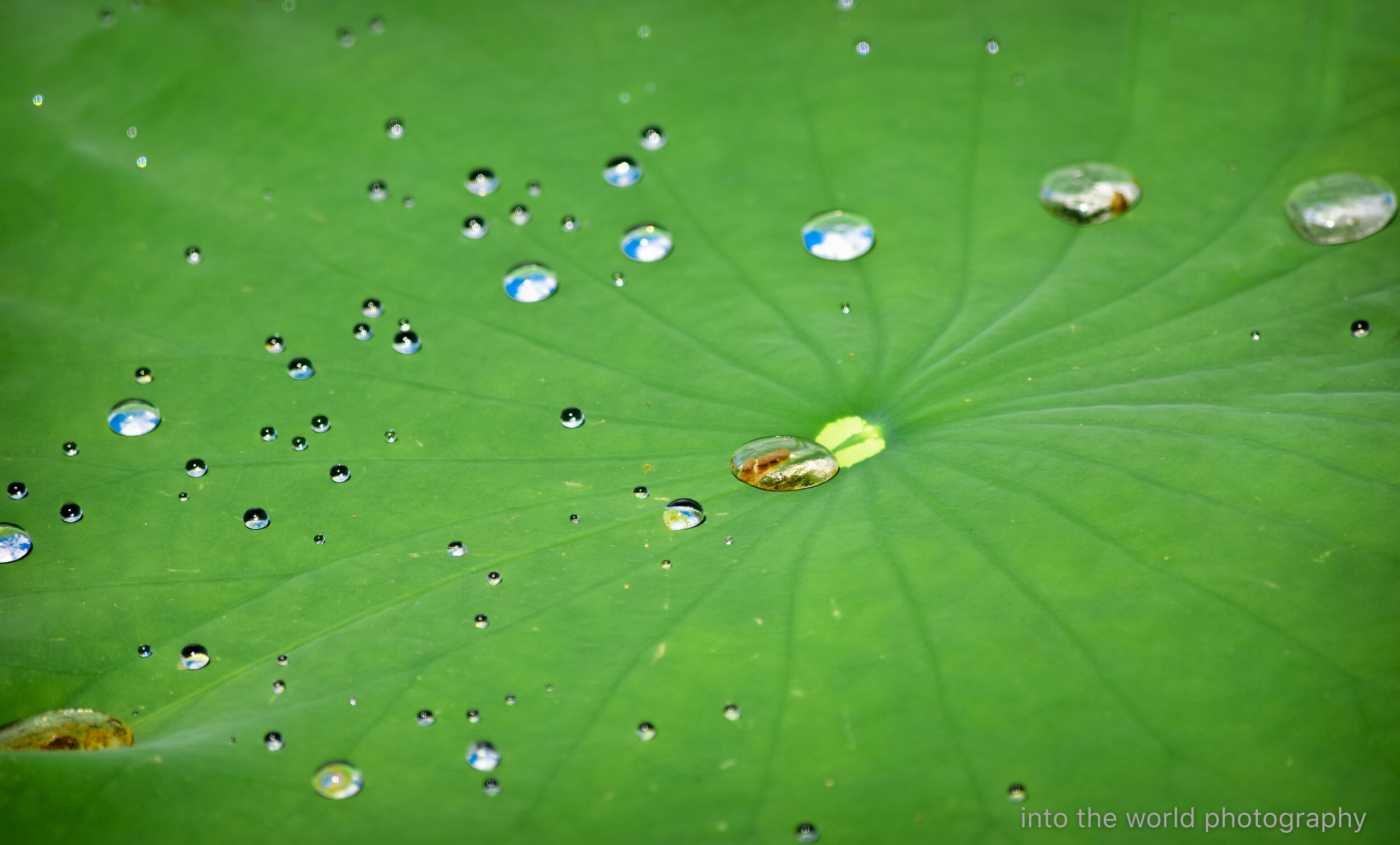 worldly leaf.jpg