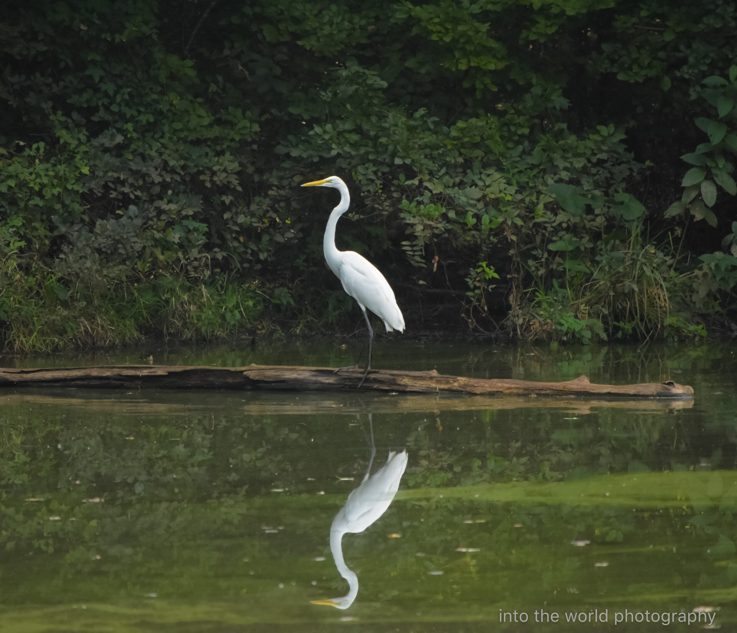 white heron lf.jpg