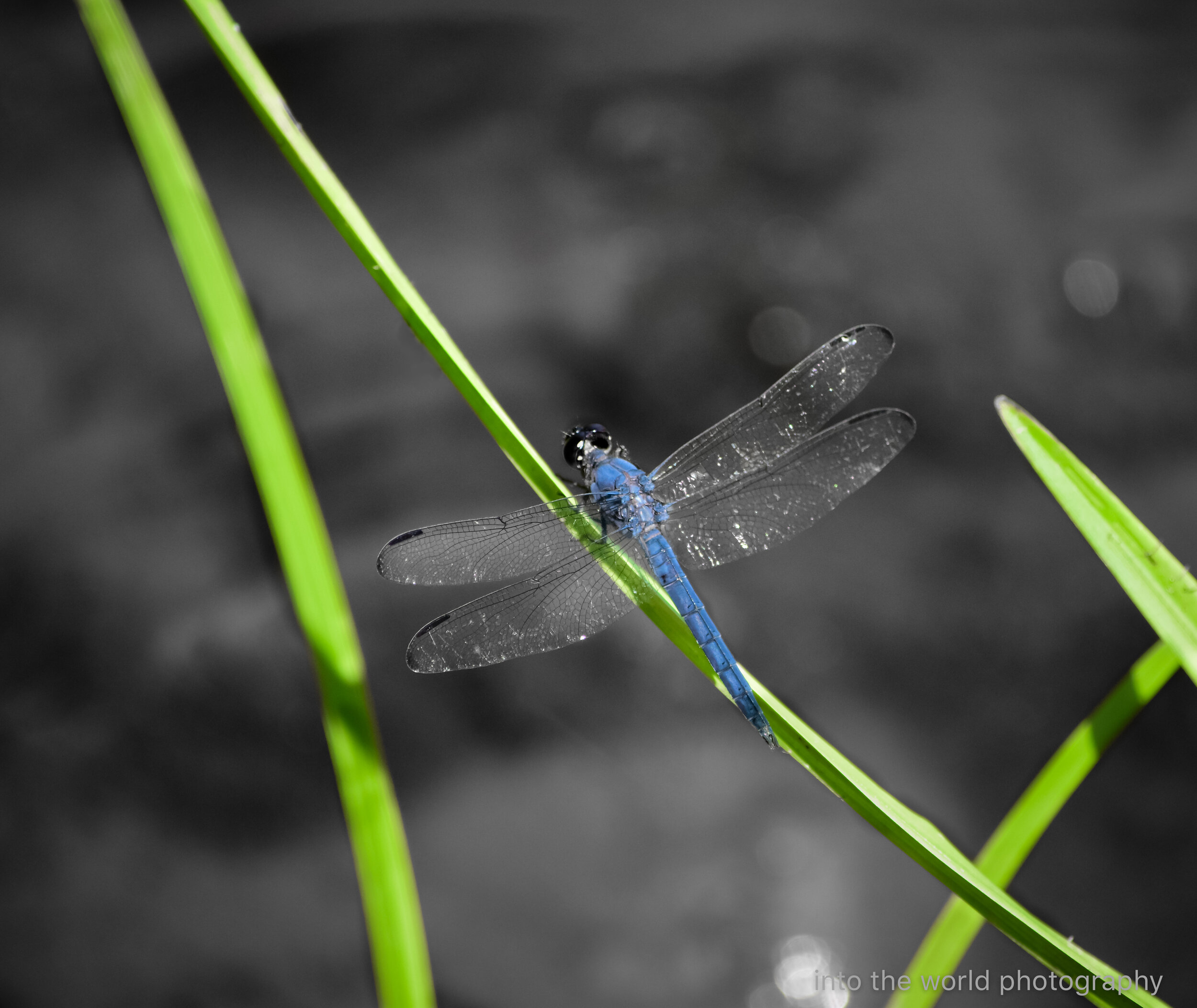 dragonfly.jpg