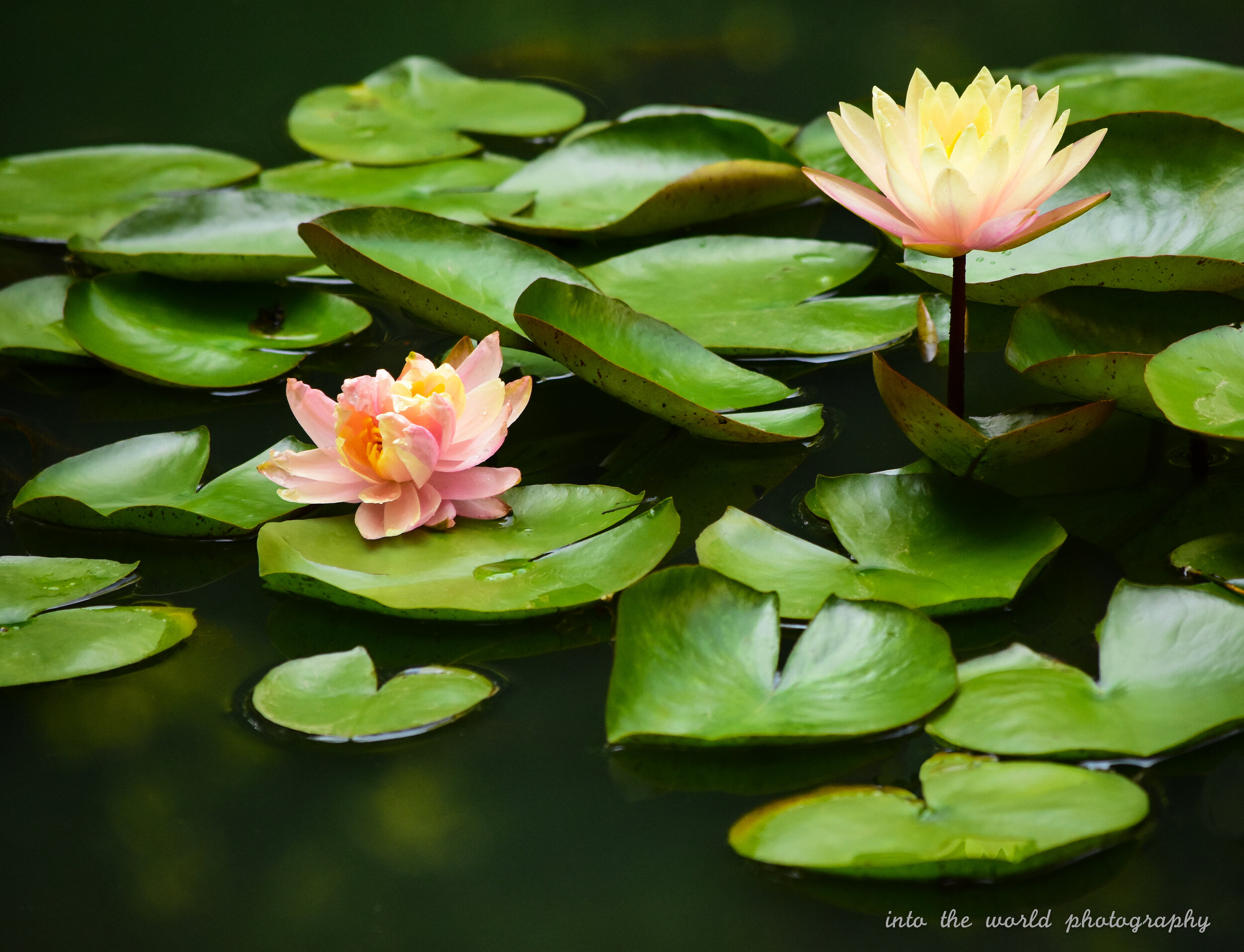 gibbs lillies 1 copy.jpg