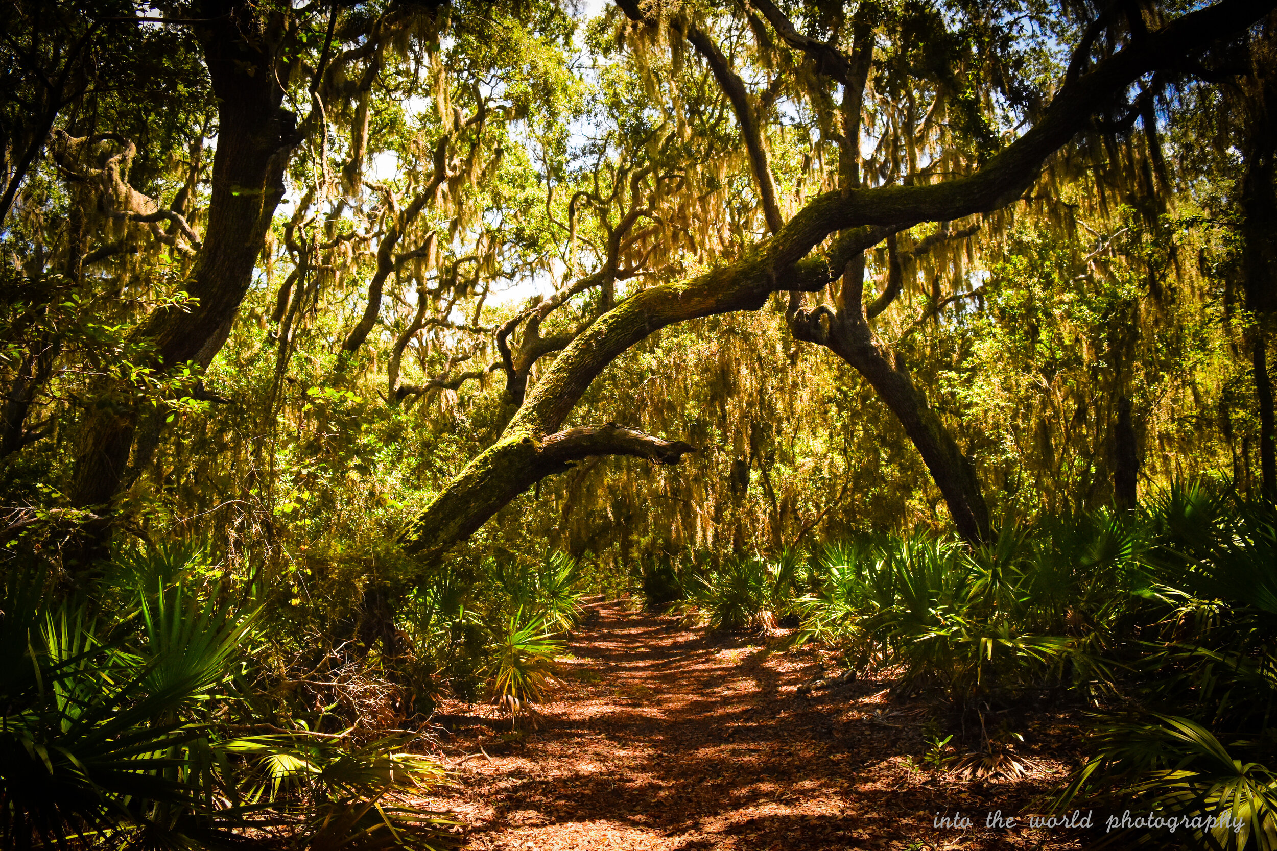 cumberland island lost 1.jpg