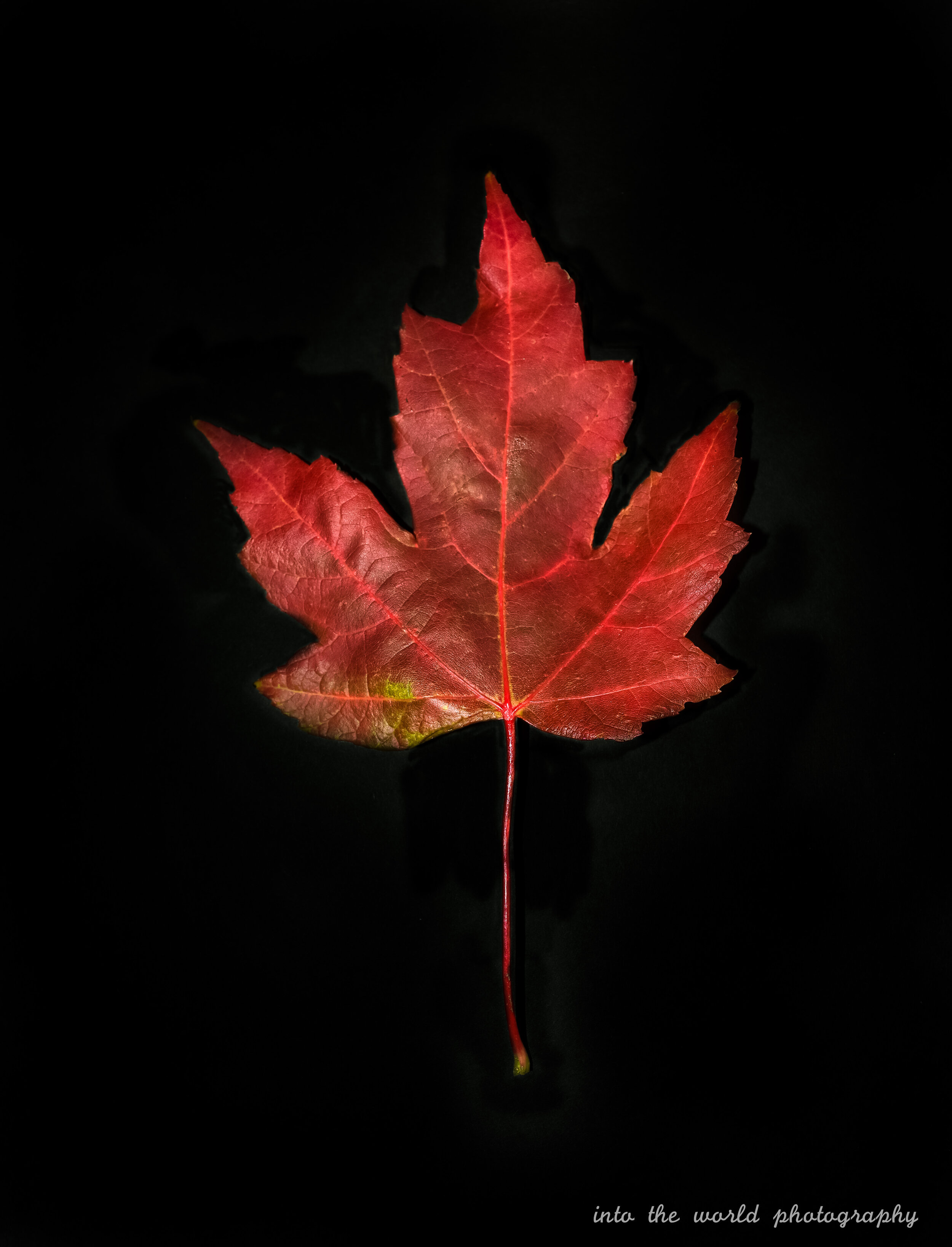 maple on black.jpg
