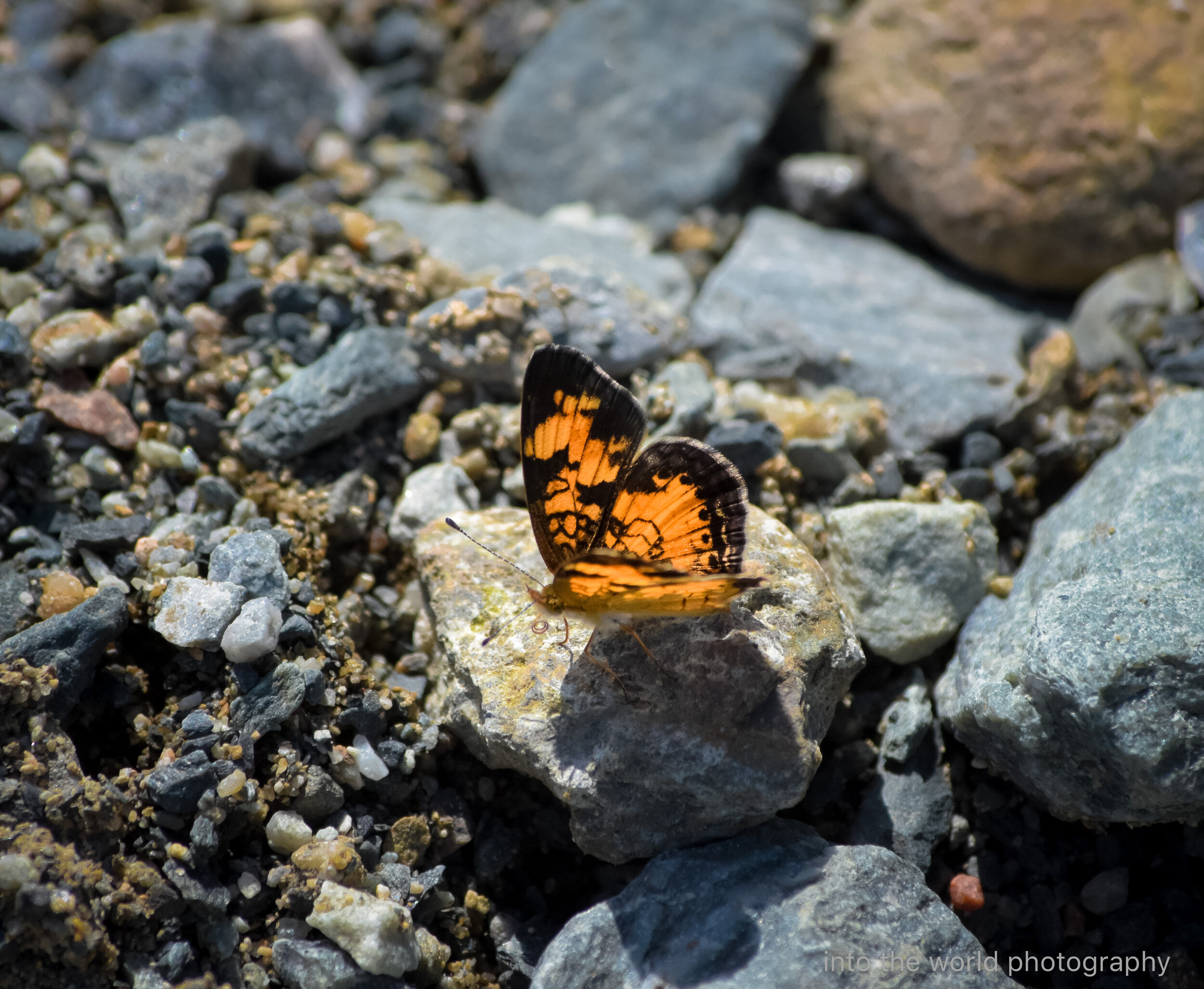 pearl cresent butterfly on the watauga.jpg