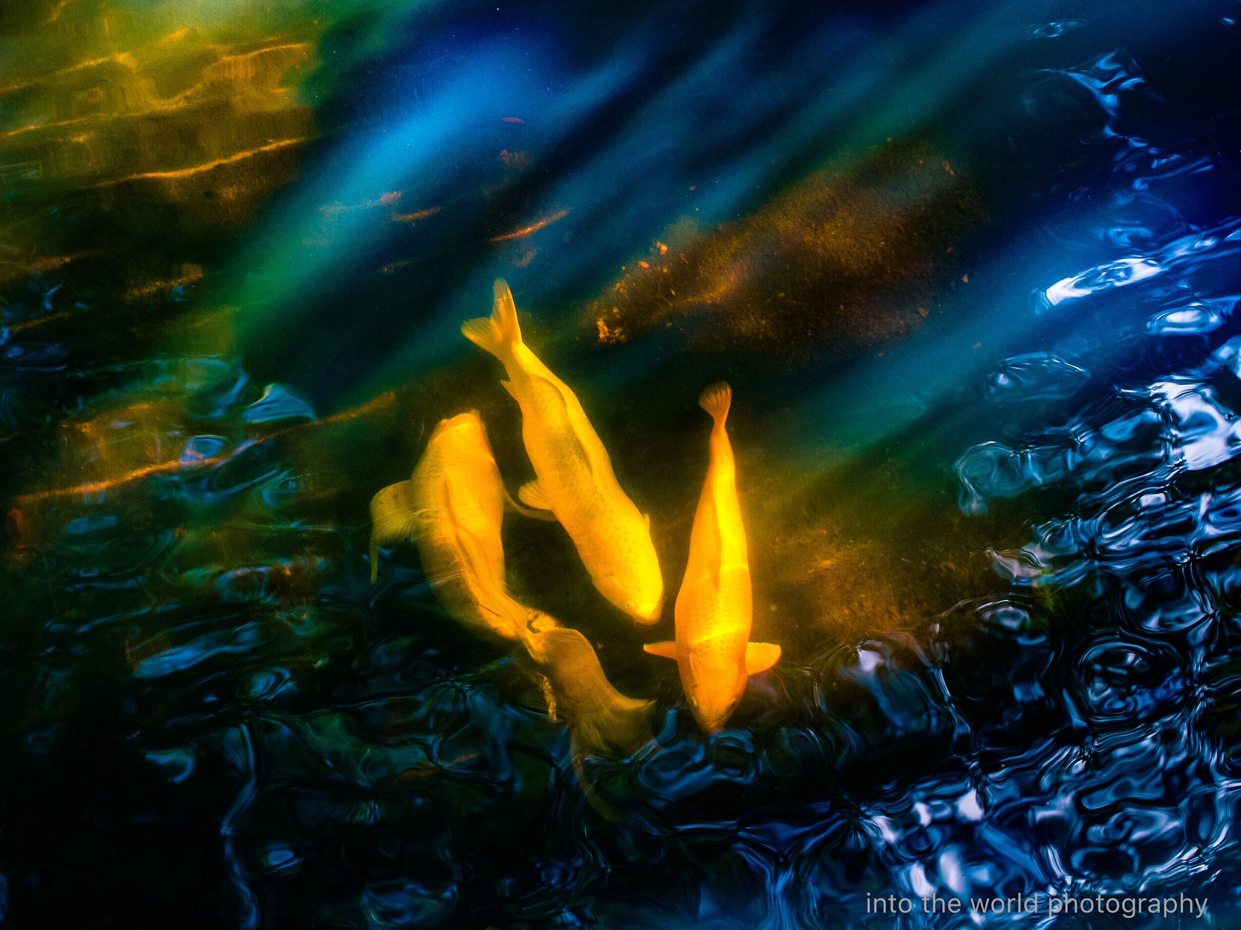 3 gold fish abstract.jpg