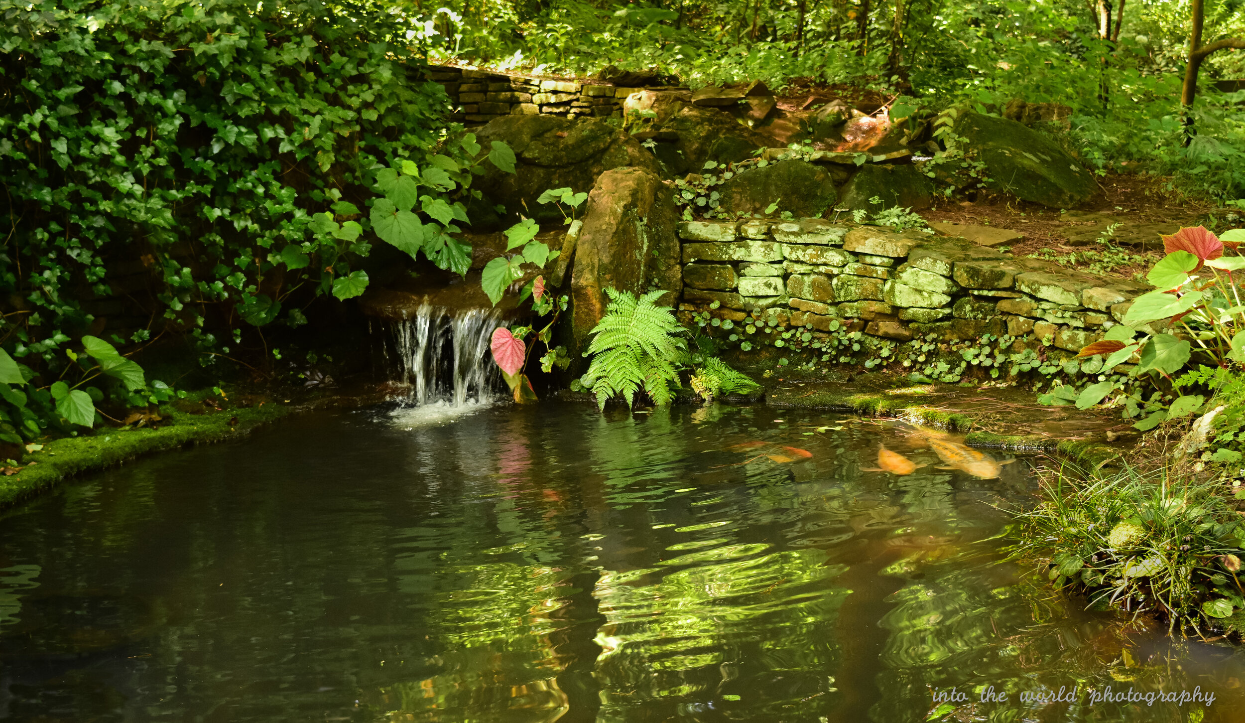 gibbs koi pond.jpg