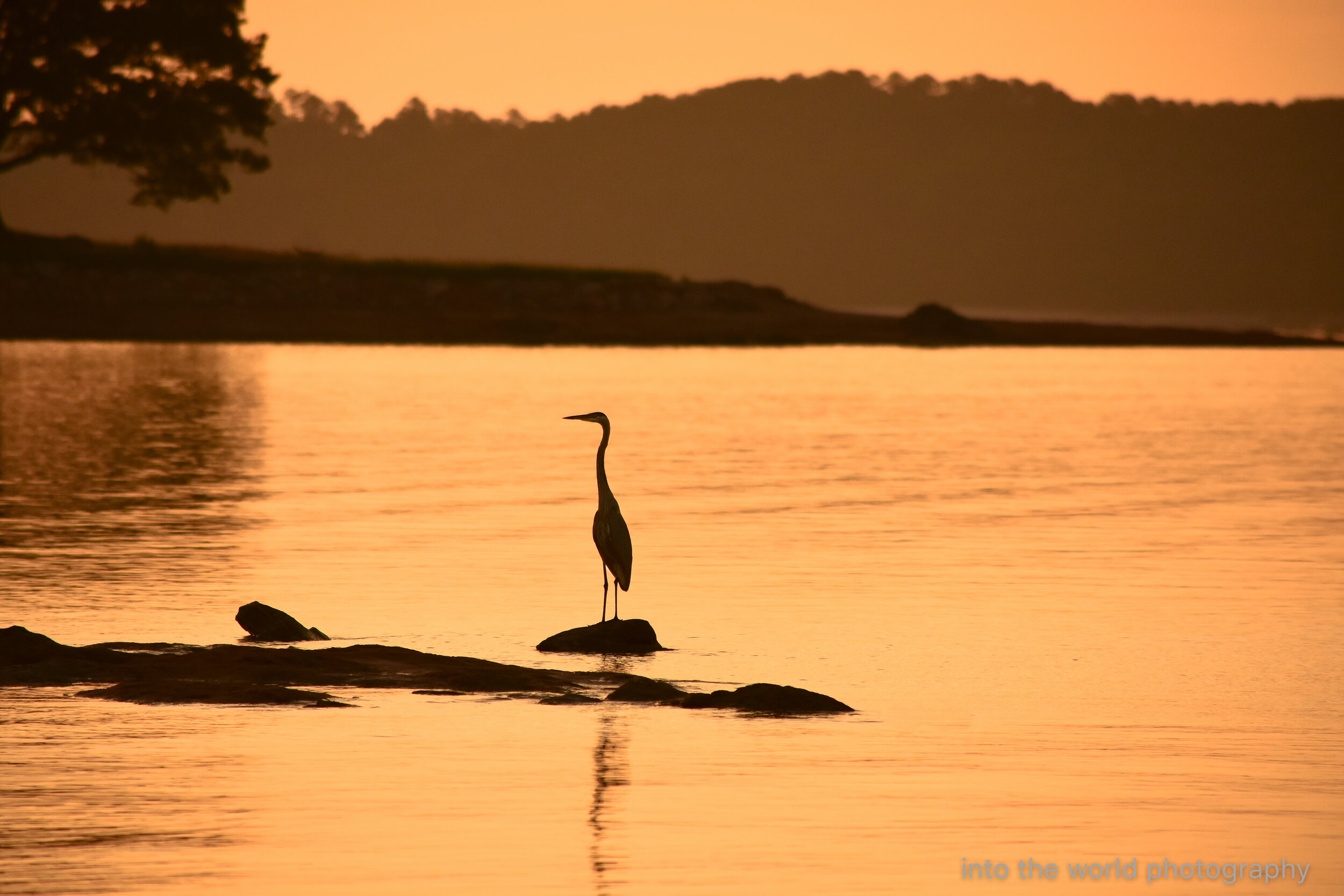 ll heron_.jpg