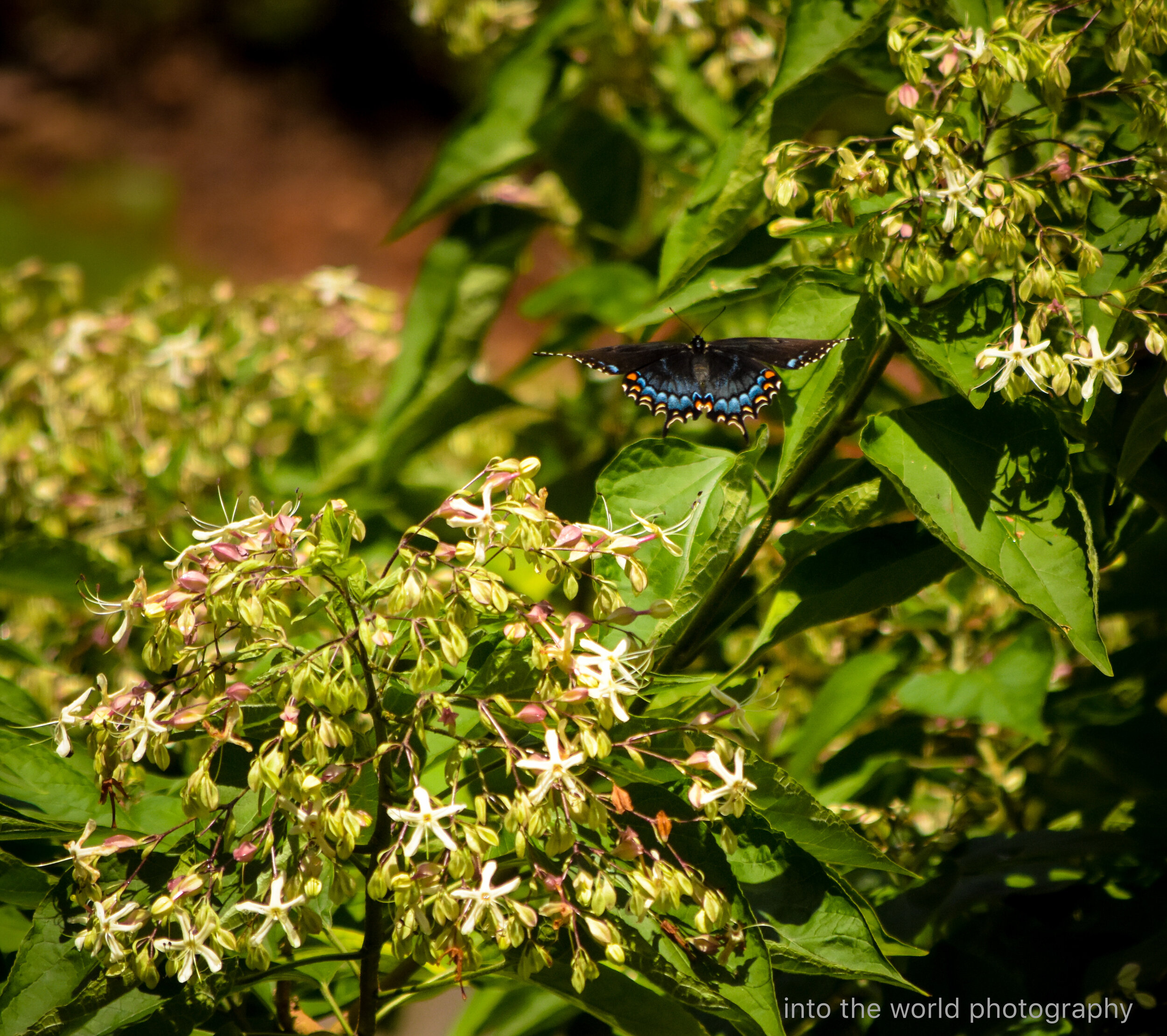 tiger swallowtail coming in for a landing.jpg