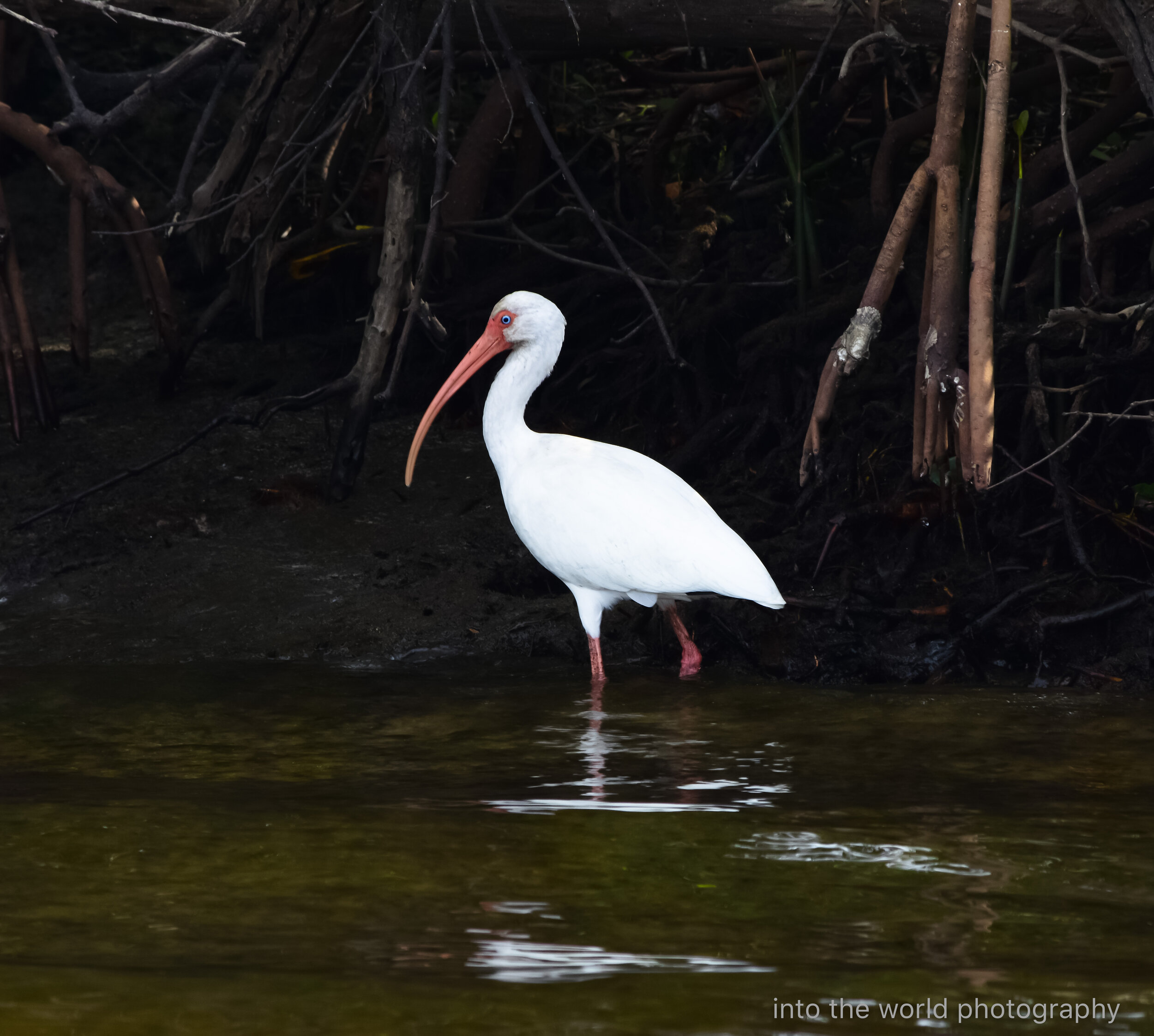 white ibis.jpg