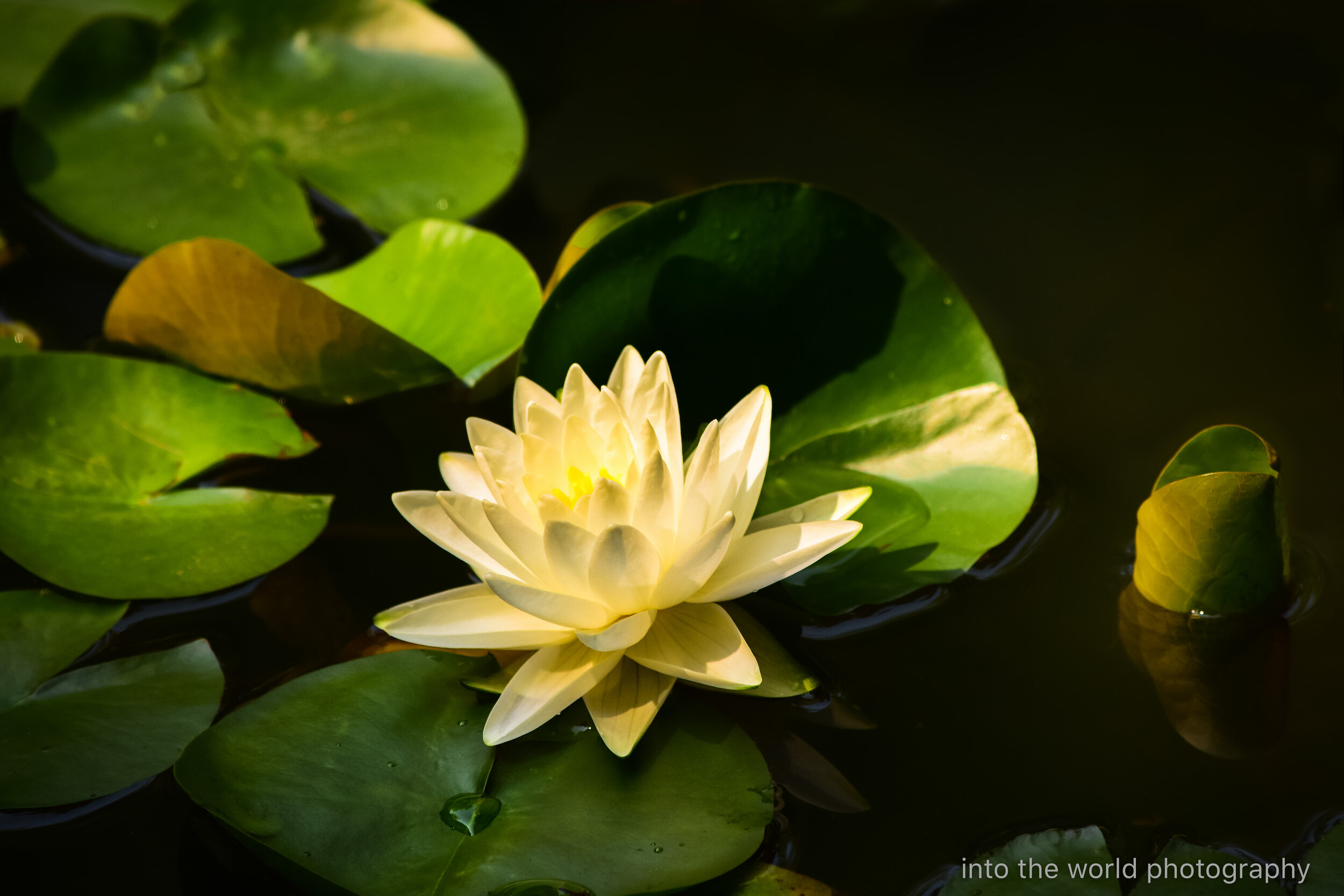 white waterliliy.jpg