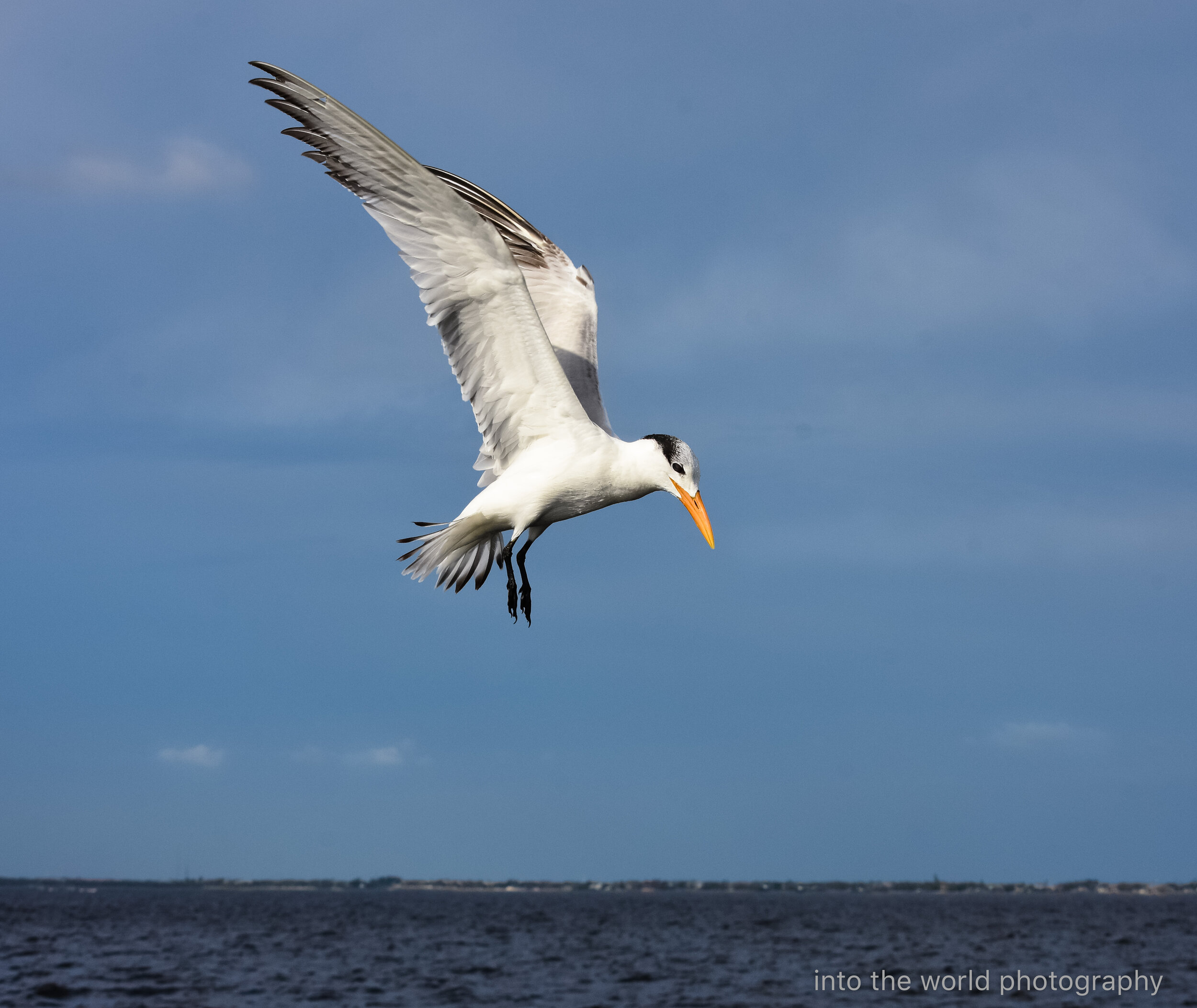 Royal Tern.jpg