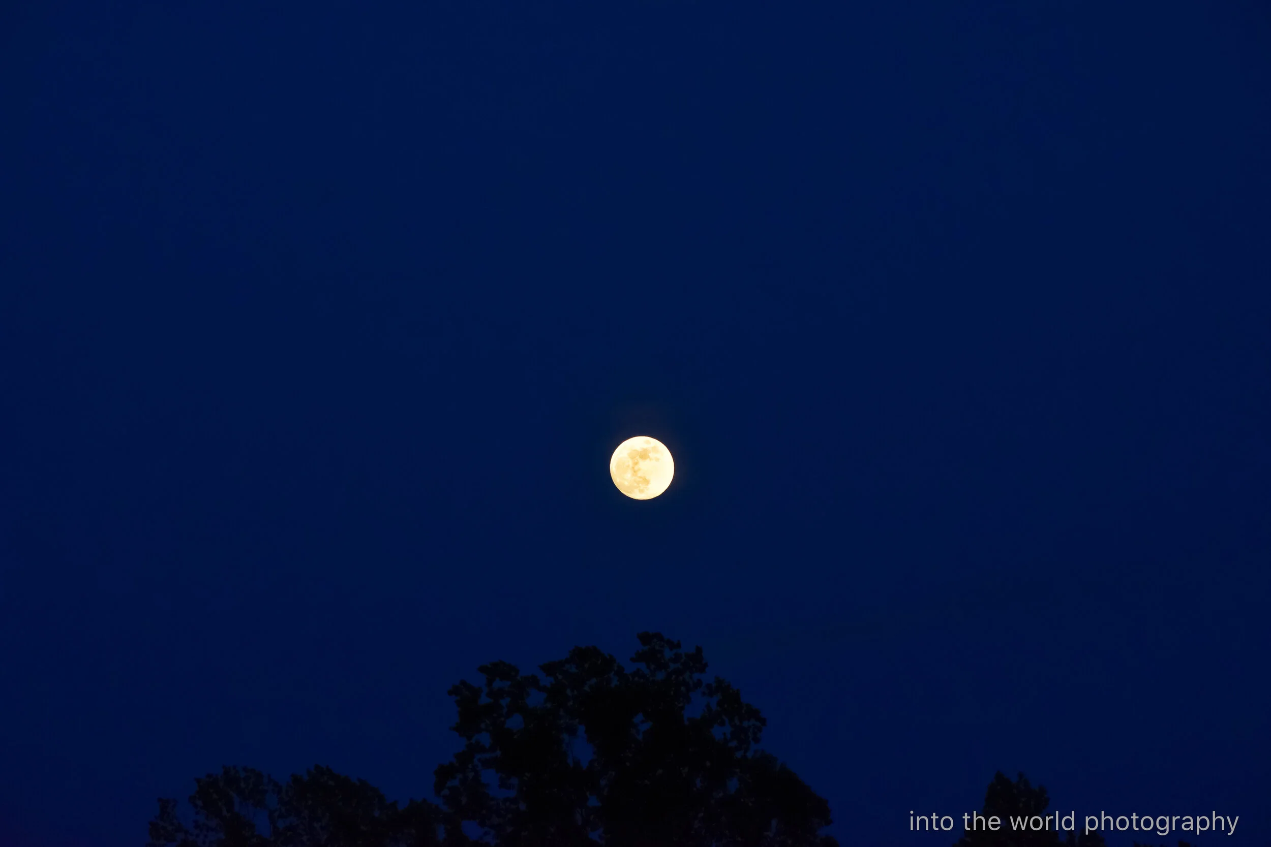 night moon 2.jpg