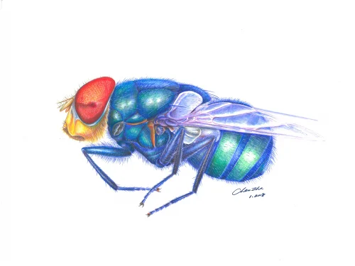 Oriental latrine fly - colored pencil on film
