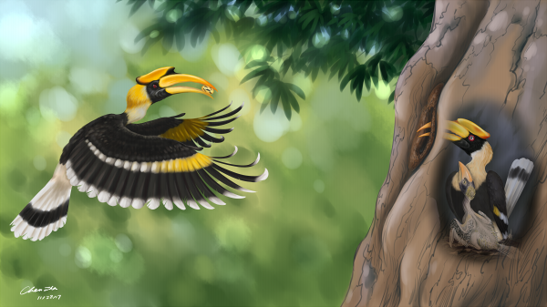 Great hornbill - digital illustration
