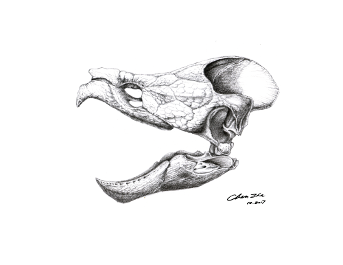 Alligator snapping turtle skull - graphite