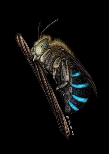 Amegilla calceifera.png