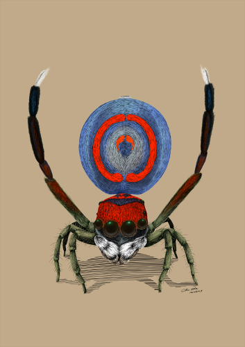 Maratus splendens.png