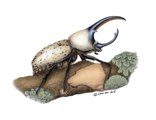 western herculus beetle.png