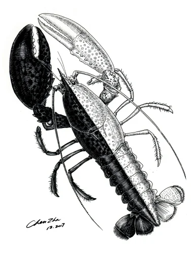 scratch lobster PS.jpg