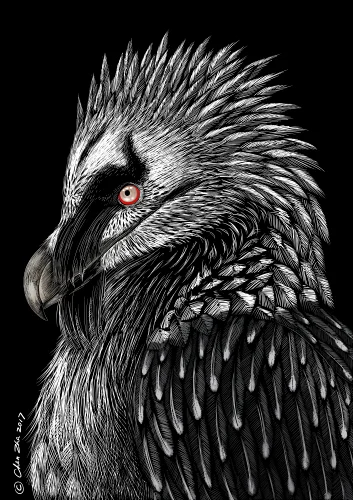 bearded vulture.jpg