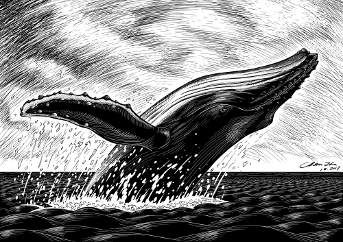 humpback.png
