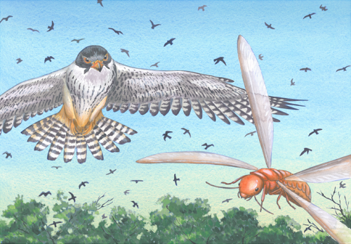 falcon_termite.png