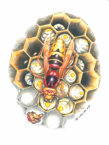 Hornet.jpg