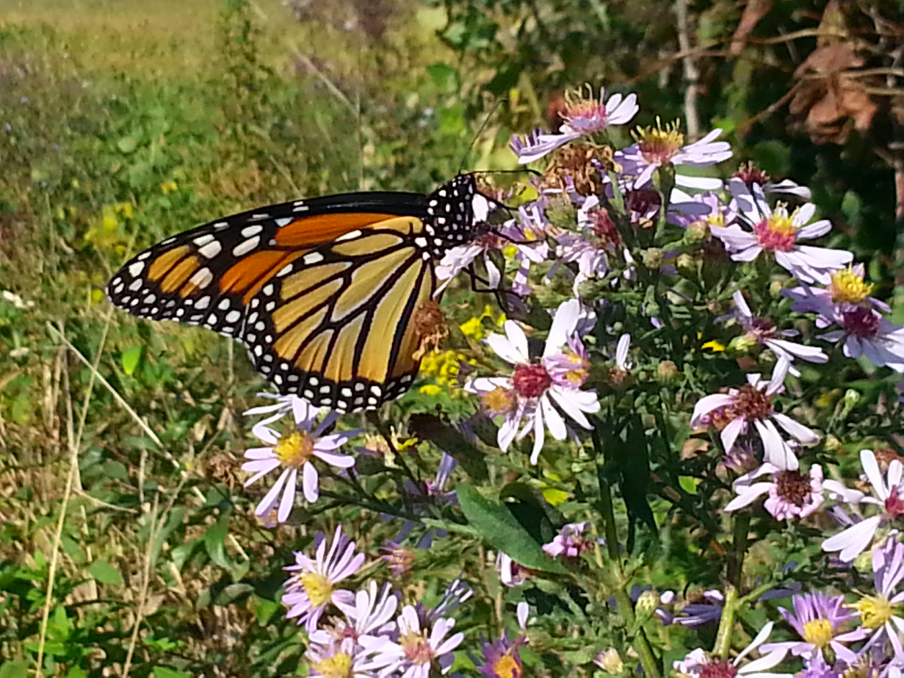 Asters and Monarch B Porchuk.png