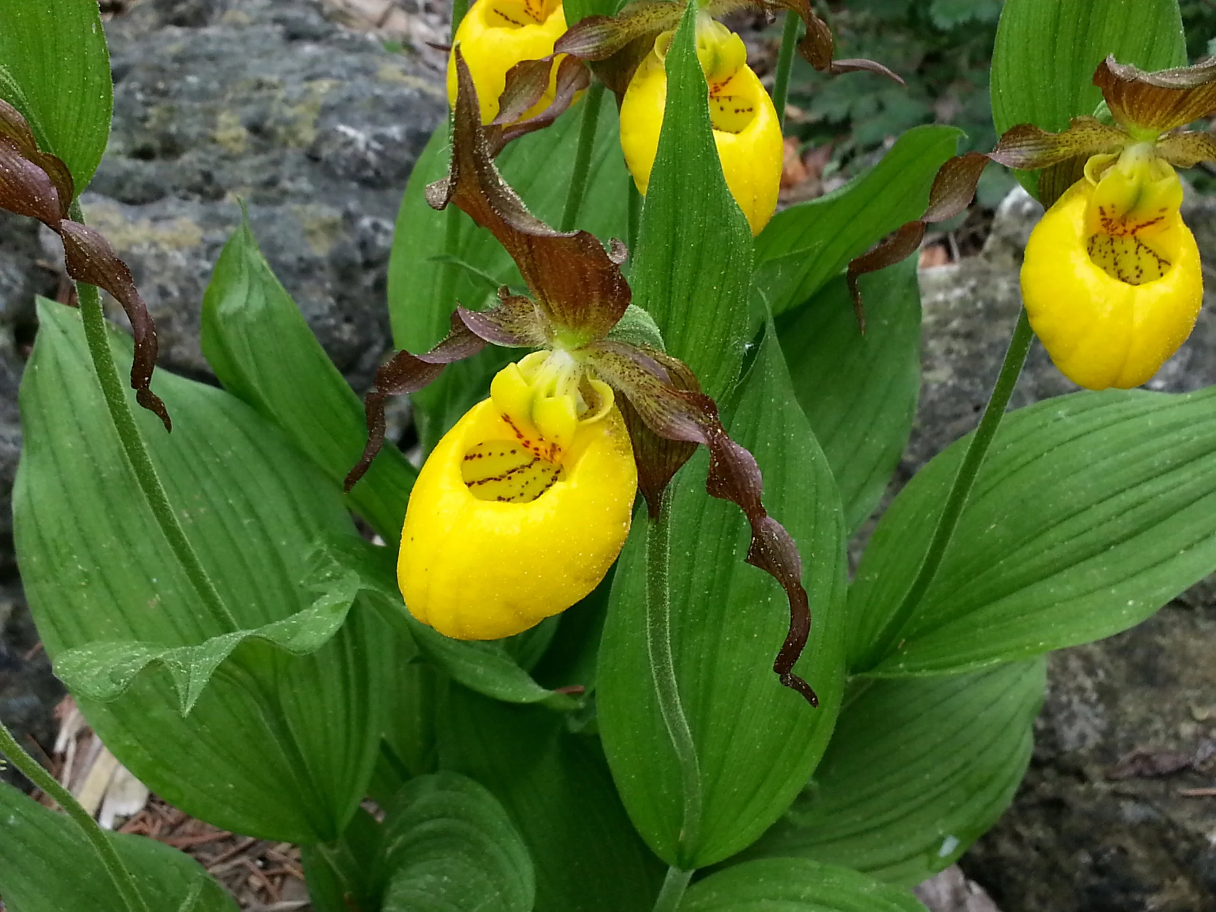 Lg Yellow Ladyslipper-2 B Porchuk.jpg