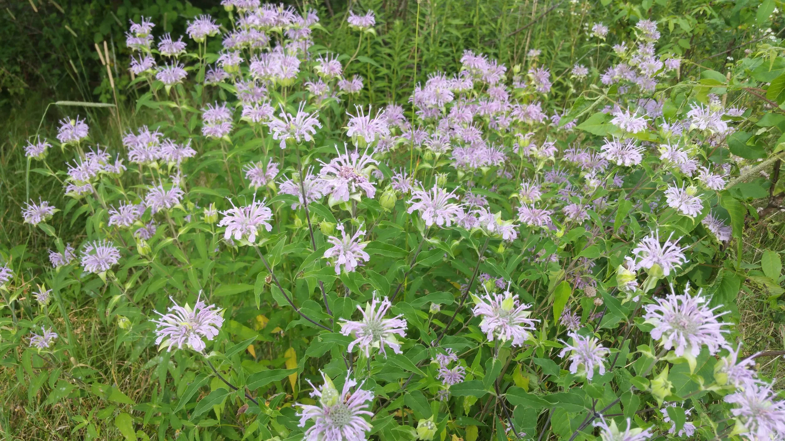 Wild Bergamot Clump-1 B Porchuk.jpg