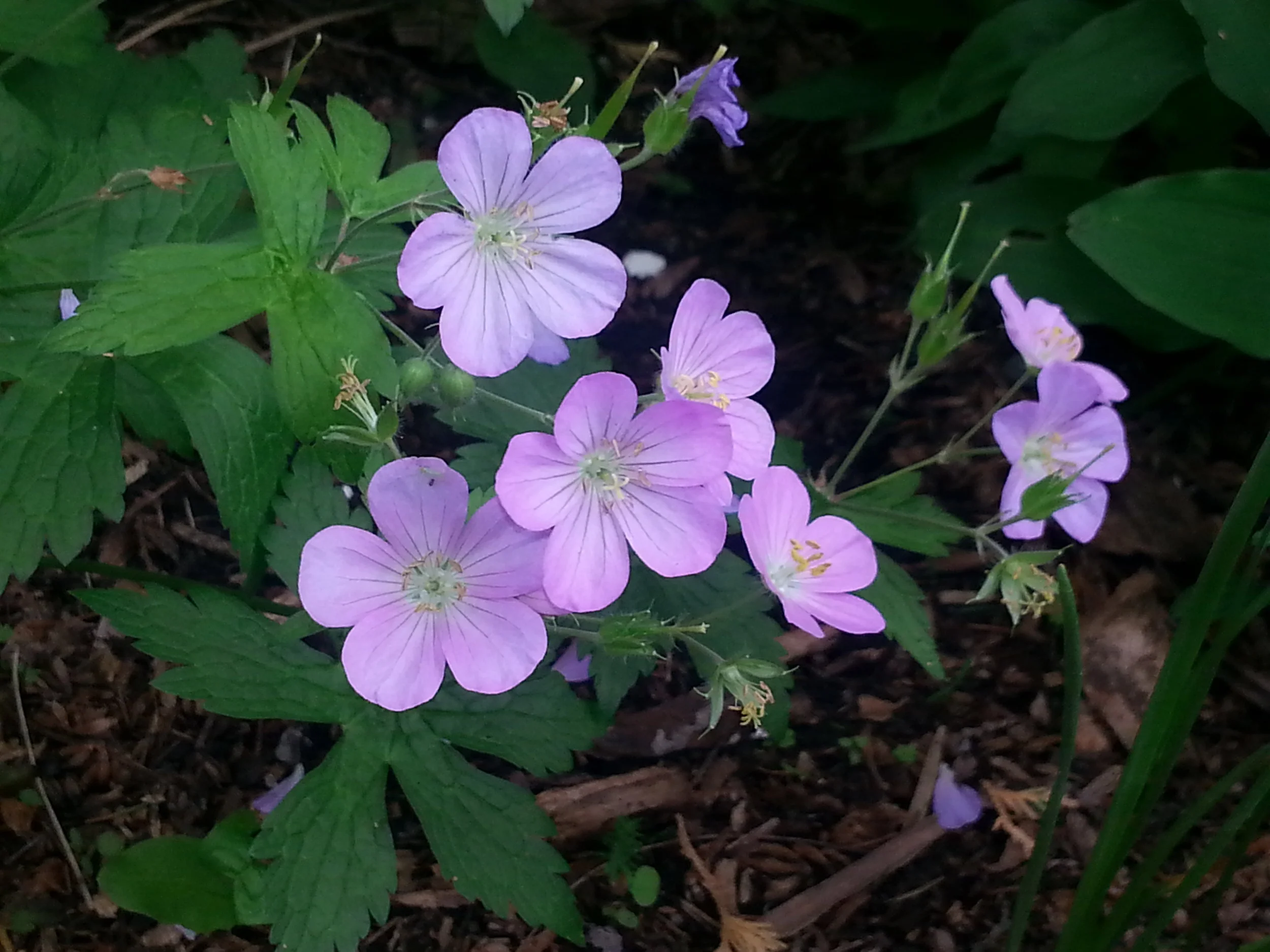 Wild Geranium Flower B Porchuk.jpg