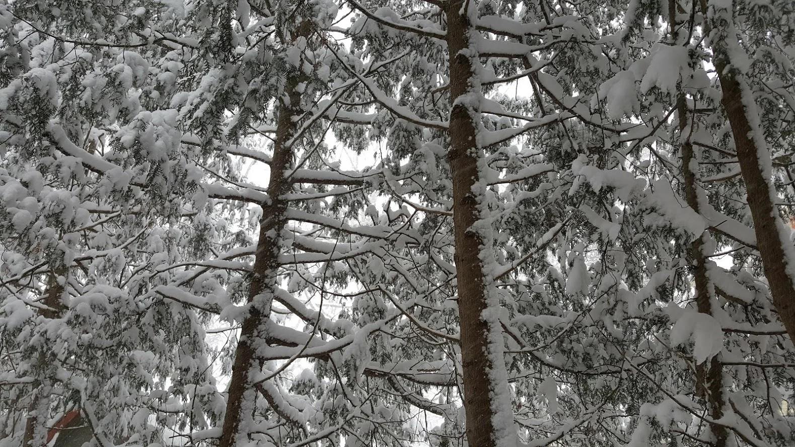 Snow Covered Cedars.jpg