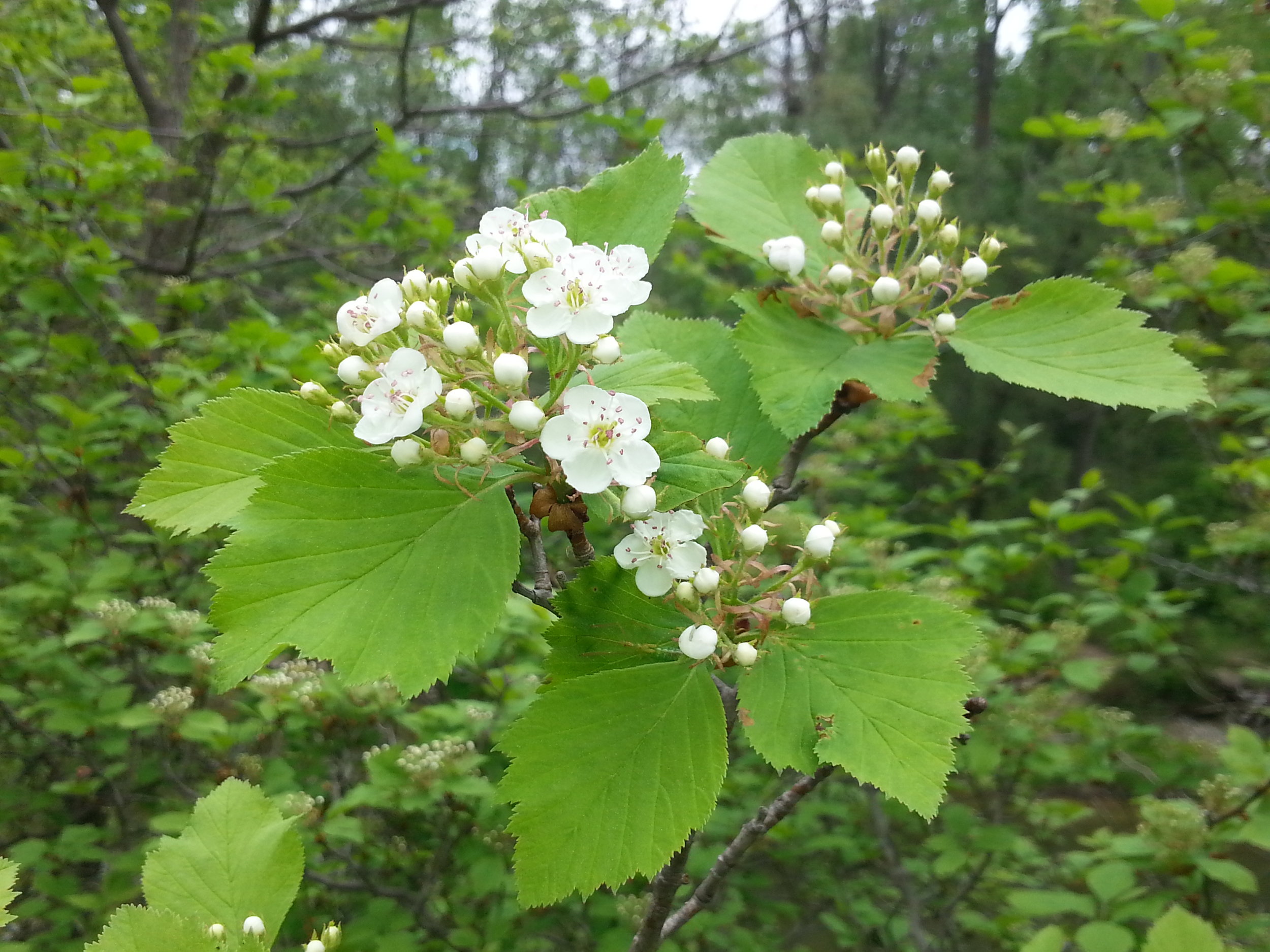 The heart-soothing blossoms of Downy Hawthorn.