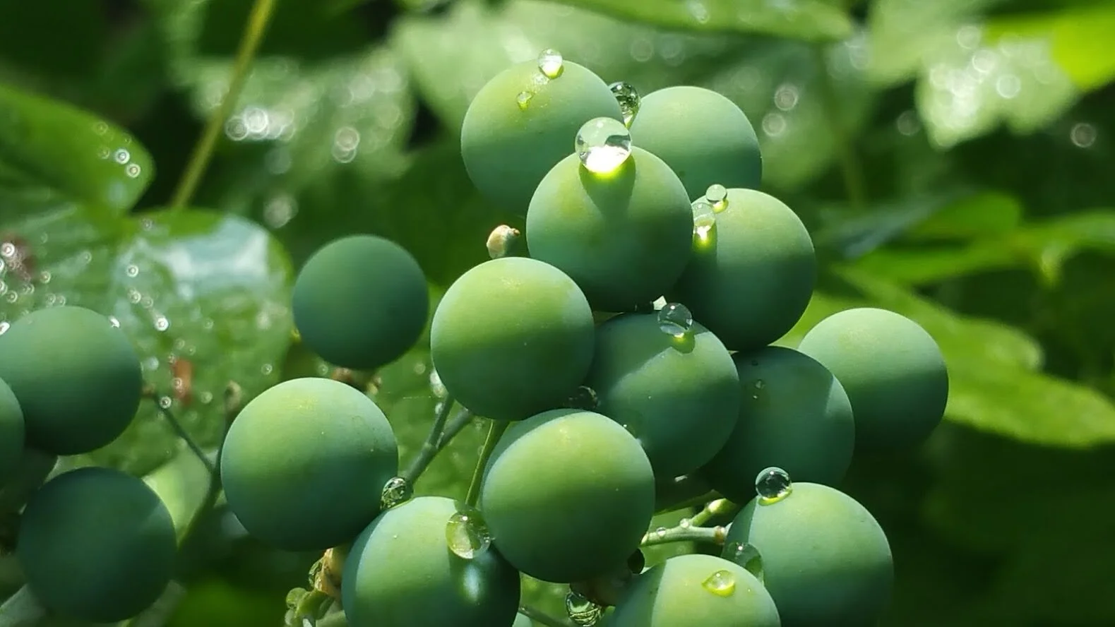 Blue Cohosh Berries.jpg