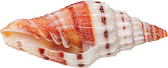 color-shell.png